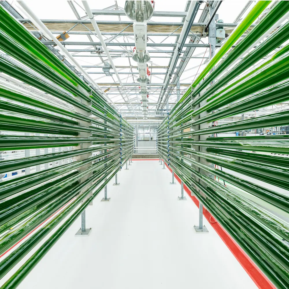 Industrial site producing and harvesting algae.