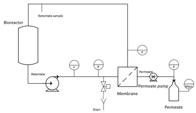 Filtration of mammalian cells